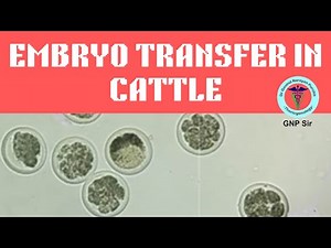 Revolutionizing Cattle Breeding: In Vivo Embryo Production Explained I GNP Sir