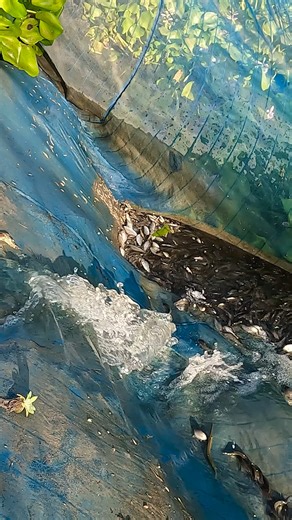 Best Fish Catching in Strong Water Flow #Fishing #RiverCatch | Village TV