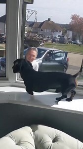 39K views · 2.1K reactions | @rhubarbthesausage ☺️☺️☺️ | Dogfight Story | Facebook