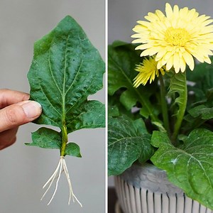 186K views · 3.4K reactions | Tips For Planting Gerbera Leaves 100% Success | DIY Balcony Garden | Facebook