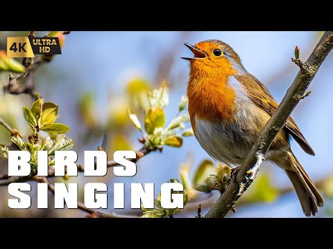 Relaxing Bird Sounds & Songs Worldwide | For Sleep, Study & Stress Relief