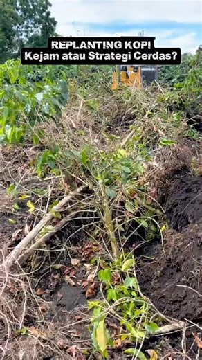 REPLANTING KOPI: Kejam atau Strategi Cerdas? 🌱🔥