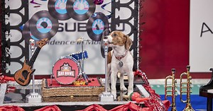 Highlights - Cat Bowl Halftime Show - Cat Bowl