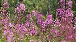 5.3K views · 194 reactions | Fireweed (Chamaenerion angustifolium, formerly Epilobium angustifolium) is a common, long-lasting wildflower in the park. Its bright pink flowers produce abundant nectar. This makes it a popular flower with bees and other pollinators. Perhaps you've even tried some fireweed honey yourself? NPS Video. Numerous bees fly around clumps of blooming fireweed growing in an open forest glade, with audio of a nearby creek. ~kl | Mount Rainier National Park | Facebook