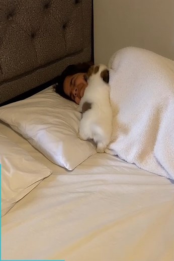 40M views · 335K reactions | Dogs will wake you up any way possible... 藍 | The Woof World | Facebook