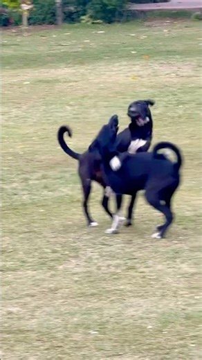 Dogs playing with music
