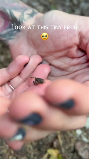 Discover the Adorable Tiny Frog You Can't Miss!