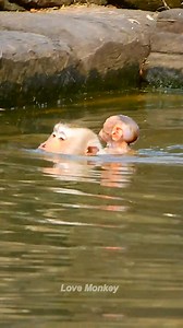 688K views · 8.3K reactions | Amazing.. Monkey mom is teaching her baby swim in the pool very good | Love Monkey | Facebook