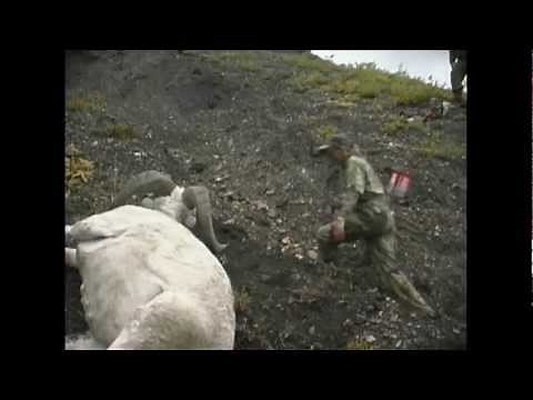 Archery Dall Sheep Hunt - MossBack