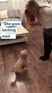 279K views · 845 reactions | Bella used to be a very fussy eater, but now she jumps for joy at a whiff of Butternut Box. But don't take our word for it, order today and get 25% off your first 2 boxes: Butternutbox.com/Facebook25off2 | Butternut Box | Facebook