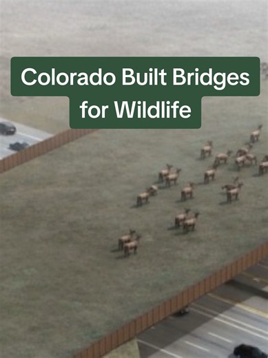 Colorado's Wildlife Overpass: A Safe Passage for Animals