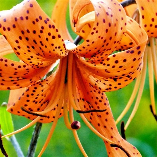 15 Tiger Lily Bulbils | Lilium Lancifolium | Hardy Perennial Lily | Orange Spotted Blooms - Etsy