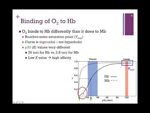 026-Binding Affinities of Mb & Hb