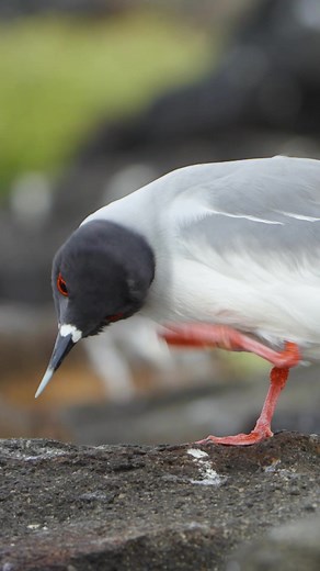 The swallow-tailed gull, unlike any other gull, feeds exclusively at night. These birds are endemic to the Galápagos Islands, but will travel quite far in search of food. 🎥 by Andres Cruz aboard #NatGeoEndeavourII | Lindblad Expeditions