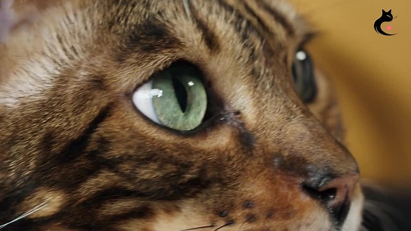 8 Cat Breeds With the Most Unique Attitudes!