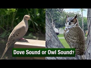 Dove Sound or Owl Sound?