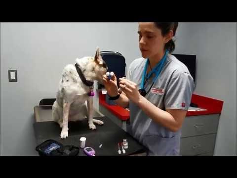 Insulin and Glucometer Demo for Diabetic Cats and Dogs