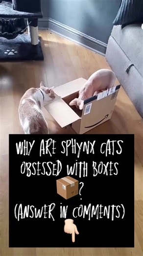 ‘Sphynx-Pert’ on TikTok