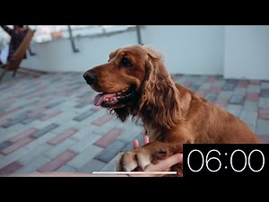 6 Minute Timer - Adorable Dogs