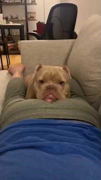 Dogs React to being Farted on, It's HILARIOUS!