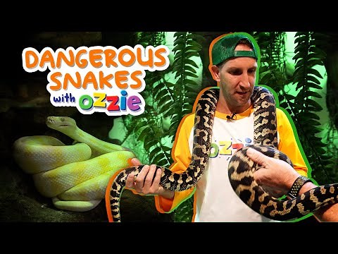 Learn About the World’s Most Venomous Snakes | Fun Reptile and Snake Facts for Kids with Ozzie