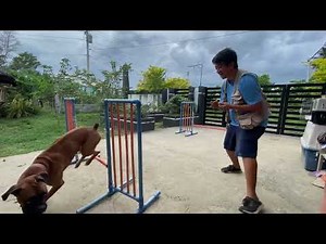 Boxer dog agility TRAINING