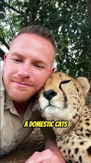 Cheetahs Can't Roar! They Meow Like House Cats! #wildlife #nature