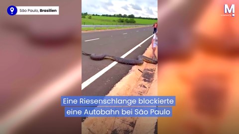 Fünf-Meter-Anakonda blockiert Autobahn – mutiger Autofahrer schreitet ein