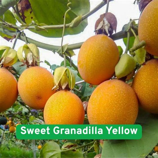 Sweet Granadilla Yellow Passion Fruit Seeds, Passiflora Ligularis, Rare Tropical Climbing Vine - Etsy