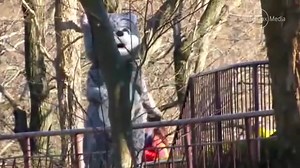多摩動物公園 (Tama Zoo) in Tokyo has staged an escaped-animal drill with a staff member dressed in a snow leopard costume. http://bit.ly/1KK5XFK The drill came with the full works – a dramatisation of the escape, zoo workers aiming tranquilliser darts at the "leopard" and even a pretend attack on a worker. | The Sydney Morning Herald