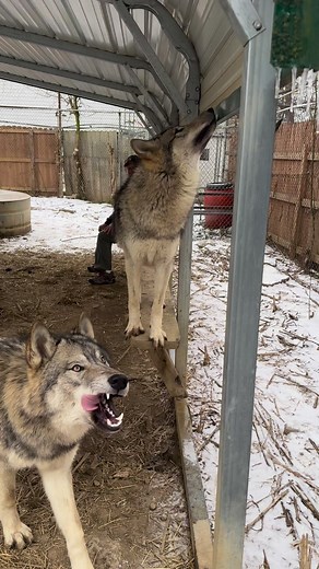 Wolf Creek Habitat on Reels