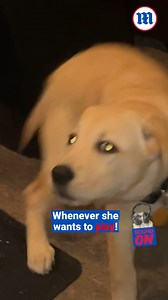 17K views · 259 reactions | This dog makes a weird demon sound when she wants to play!  | Daily Mail Video | Facebook