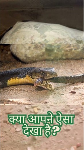 Can a Snake Eat Another Snake? 😱 #SnakePOV #Wildlife #nature #animals