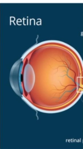 Understanding the Retina | How Your Eye Converts Light Into Vision 👁️
