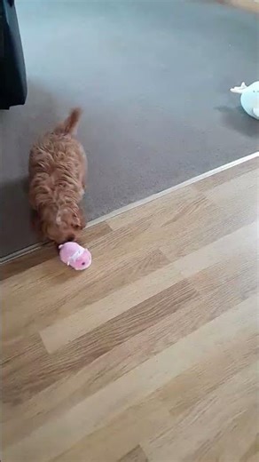 Teddy found his bark