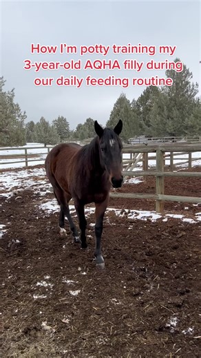 Effective Horse Feeding Routine for Respectful Behavior