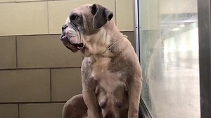 ✔️Rescued by Southern California Bulldog Rescue This girl has a very reputable rescue interested but they need a reliable foster! Please share! Status: GREEN due to medical ☆ ☆ OLIVIA #A1522468 51lbs. Very friendly and clearly over bred. I am a female, brown and white English Bulldog. The shelter staff think I am about 6 years old. I have been at the shelter since May 21, 2019. My stray holding period ended on 05/25/2019 and I am now available for adoption. https://petharbor.com/pet.asp?uaid=RVS