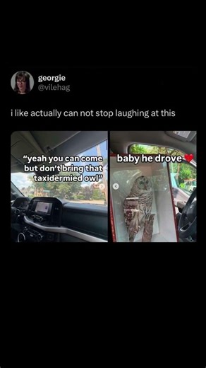 taxidermy owl chaos | Subscribe for more #motivation 😊👍