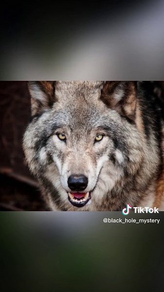 Gray wolves are more dangerous than you think #thestrangetruth #animal #wolf #husky #pets #dogs #wildlife