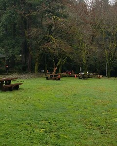 27 reactions | When a tree falls in the wilder portions of the park we will leave it and let nature take its course. Dead trees and downed logs make excellent habitat for lots of redwood forest critters. But if a dead or dying tree is in a high-traffic area and poses a hazard to people, we remove it. | Redwoods Rising | Facebook