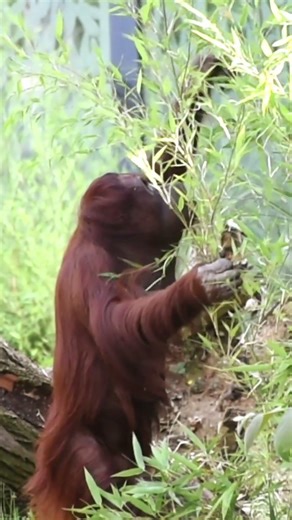 The Orangutan That Can Smile Like a Human#shorst#orangutans#funnyvideo#funnyanimals