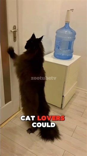 Maine Coons Don't Meow They Plot #cats #mainecoon #animals