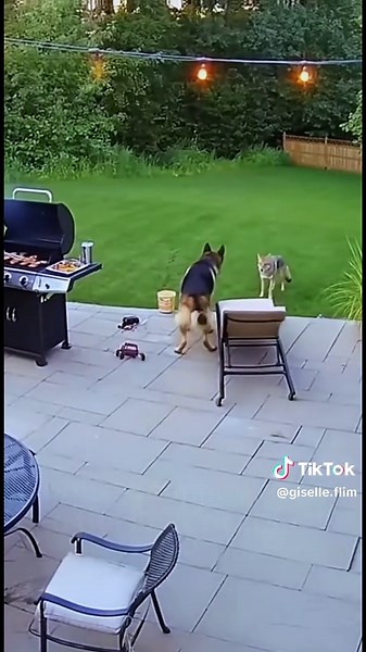 Dog alway protect baby in critical moment #baby #dog #protect #Love #tiktok