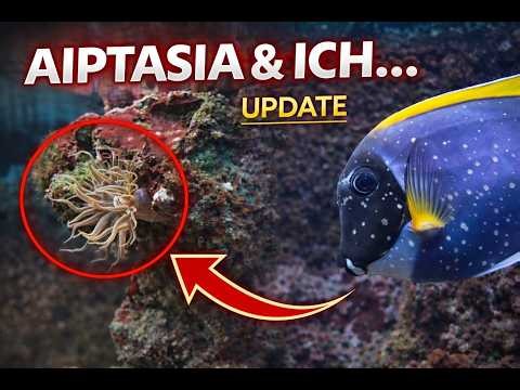 Aiptasia & Ich in My Reef Tank… Update (Is It Getting Better?)