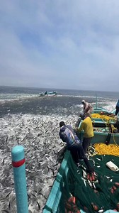 Many fish catching by fishars 🐟🐳🐬😮😮👍👍 | Srs Vlogs