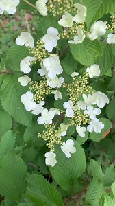 My snowball bush is blooming. 💚 | A Gardening, Homemaking, and Picture Taking Gal