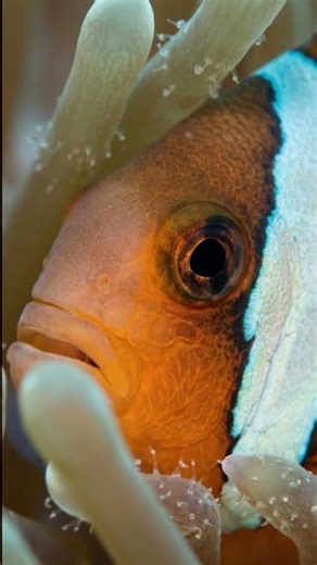 Clownfish – The Cutest Fish in the Ocean 🧡🐠