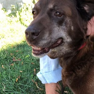 1K views · 63 reactions | Chocolate Lab rescue! Suzie came into...