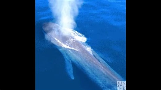 Whale Sounds in the Ocean 🌊🐋 | Relaxing & Mesmerizing Amazing Whale Calls in the Deep Sea 🐋❄️ Listen to the Ocean’s Whale Sounds – Relaxing Nature Audio