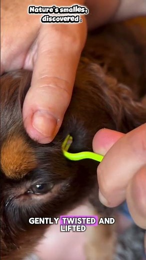 The Most Unexpected Place to Find a Tick